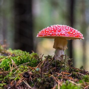 mushroom symbolism meaning