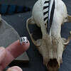 Tiny Cernunnos Ear Cuff