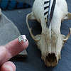 Vegvisir Tiny Fine Silver Ear Cuff