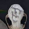 Deer Antler Earrings - Celtic Knot and Algiz