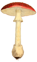 EA-FF-2-72